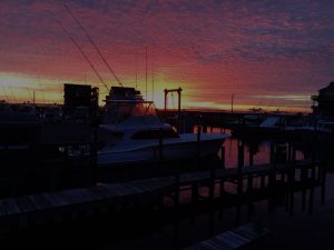 pic of sea creature at sunset