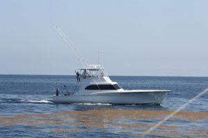 Sea Creature on Open Water