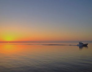 Sunset With Sea Creature